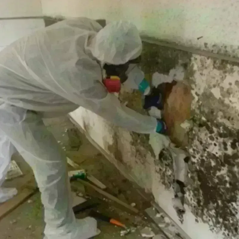 Mold Remediation and Removal in Lawrence, KS